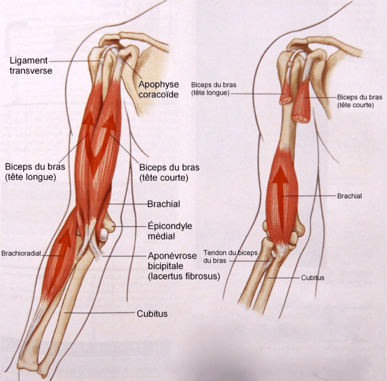 Exercices Biceps Principes Pour Un D Veloppement Optimal