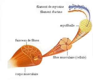 Fibres Lentes Et Fibres Rapides : Explication Et Compréhension